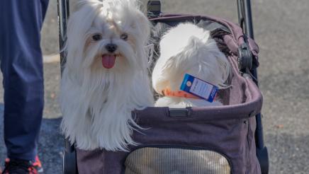 Pet Wellness Fair