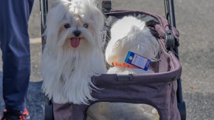 Pet Wellness Fair